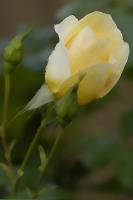 Yellow Rose�